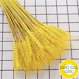 Mua Bó bông lúa mạch khô 100 nhánh 1 bó
