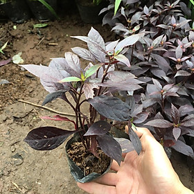 Cây Mắt Nai Tím Trồng Bầu Nhỏ,Thích Hợp Làm Nền,Đường Riềm
