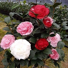 Mua cây giống trà ngũ sắc 15_20cm đủ màu