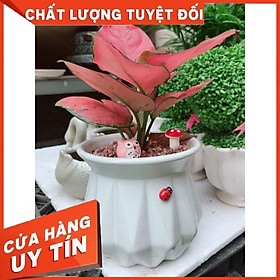 Chậu vạn lộc Nhiều Người Mua