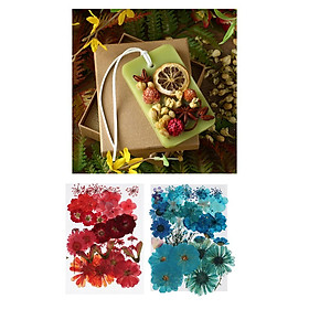 Natural Dried Flowers Combination DIY Pressed Herbarium Flower Decorative for Resin Jewelry Crafts Nail Stickers Blue + Red