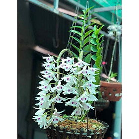 Mua Phi điệp 5ct phú thọ gieo hạt cây cực đẹp