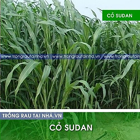 Hạt Cỏ Ngô SUDAN LAI 100g - Cỏ siêu dinh dưỡng lá mềm không lông