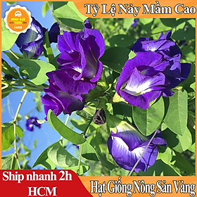 Mua Hạt giống Bông Biếc(Hoa Đậu Biếc) Rất Nhiều Công Dụng Tốt Cho Sức Khỏe (Gói 20 Hạt) - Nông Sản Vàng