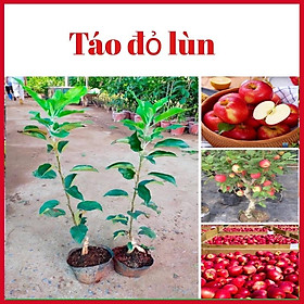 Mua Cây táo đỏ lùn nhập khẩu có thể trồng chậu (ảnh thật hình cuối)