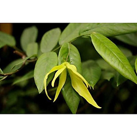 Cây giống hoa dẻ thơm cao 20 cm chuẩn giống cây trong bầu