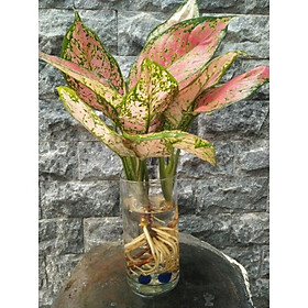 Cây phú quý trong nước mẫu 2