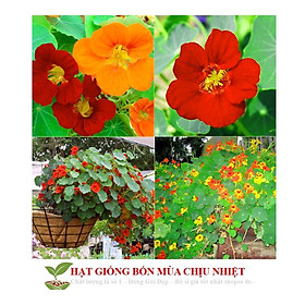 Hạt Giống Hoa Sen Cạn - 5 Hạt