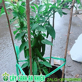 Mua Cây Ớt Sừng