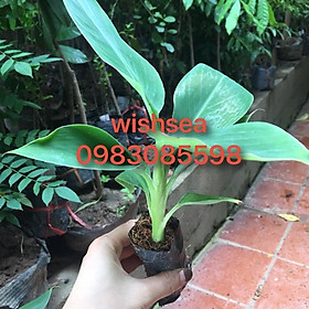 Cây chuối tây lùn