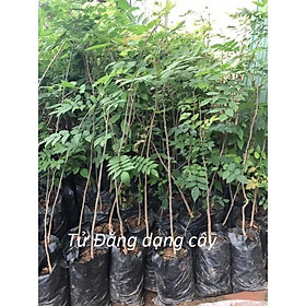 Mua Cây đẹp  Cây tử đằng thân gỗ cao 70 cm