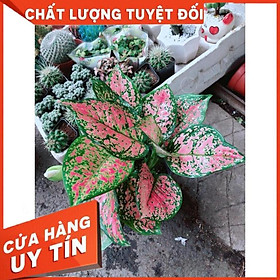 Chậu Cây Hoa Vạn Lộc Nhiều Người Mua