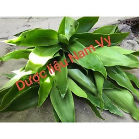 Cây lược vàng tươi 500gram