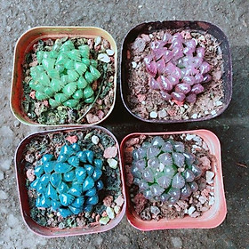 Mua Combo 4 Chậu Sen Đá Kim Cương 4 Màu