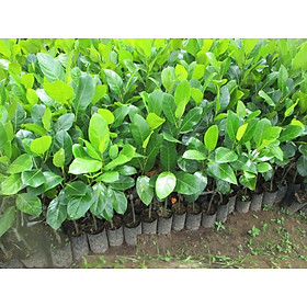 Mua Cây MÍT ta (MÍT DAI ta)  hàng gieo hạt  quả cực ngon và ngọt thơm