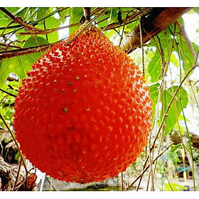 Mua cây giống cây gấc cao sản f1