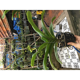 Mua Hoa Lan Ngọc Điểm - Cây 3 năm tuổi - nhiều màu