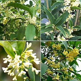 CÂY MỘC HƯƠNG TA, HOA VÀNG 2 NĂM TUỔI