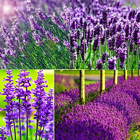Mua HG14 Gói 30 Hạt Giống Hoa Oải Hương Lavender