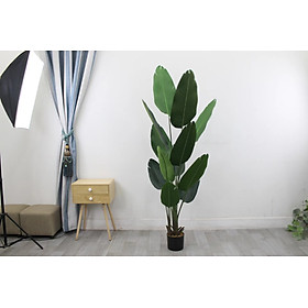 Mua Cây chuối giả  chuối cảnh trang trí 90cm - 200cm lá lụa siêu đẹp  giống thật 99