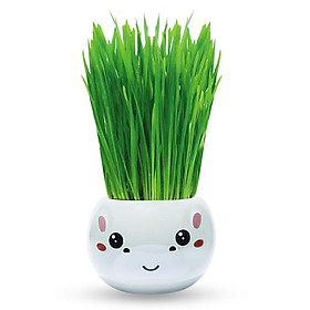 Africa animals - Chậu cây trồng Agrioly Grass Kit - hình HÀ MÃ và hạt giống tiêu chuẩn của Úc.