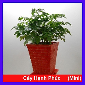Mua Cây Hạnh Phúc ( Mini ) - Cây cảnh mini để bàn