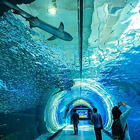 Vé Thủy Cung Aqua Planet Jeju, Hàn Quốc