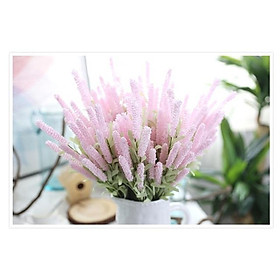 Mua Hoa lavender (oải hương)