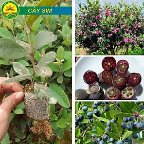 Cây giống Sim tím chất lượng cao, hoa nở quanh năm