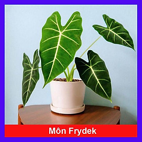 Môn Nhung Frydek ( Alocasia Frydek ) - Cây cảnh để bàn