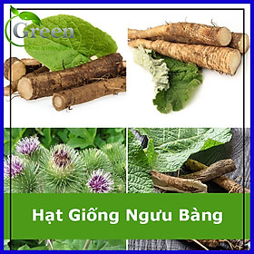 Hạt Giống Ngưu Bàng Thảo Dược