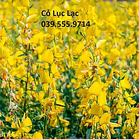 Hạt Cỏ Chăn Nuôi Dinh Dưỡng Cao Lục Lạc 500gam