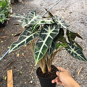 Chậu cây môn quan âm - kiểng lá để bàn đẹp - Alocasia Polly - mang khả năng bảo vệ gia chủ, xua đuổi điều không may man