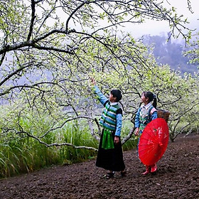 Tour 4N3Đ: Hà Nội - Tràng An - Mộc Châu - Mai Châu, KH Thứ 5, Thứ 6 Hàng Tuần