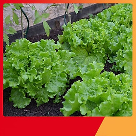 Mua Hạt Giống Xà Lách Chịu Nhiệt - Nảy Mầm Cực Chuẩn