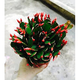 Chậu lan càng cua màu đỏ, chậu lớn, chậu y hình hoa đẹp