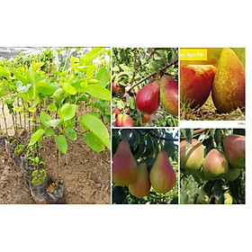 Mua Cây lê đỏ nam phi  giống cây lê đỏ nam phi  lê đỏ nam phi quả cực to  cực ngon và sai quả