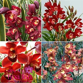 Mua Củ giống hoa địa lan santo hoa màu đỏ