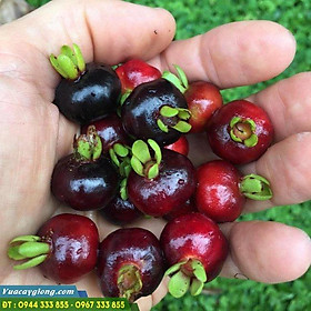 Combo 2 cây giống Cherry brazil, cây giống f1 nhập khẩu