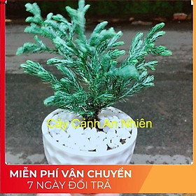 Mua Chậu Cây Tuyết Tùng