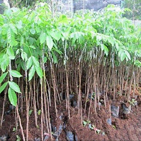 Cây giống TRÁM ĐEN cây đẹp giống chuẩn