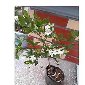 Mua Cây nguyệt quế( cây sẵn nụ hoa như hình 1)