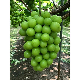 Mua giống nho sữa