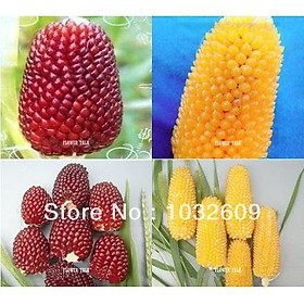 Hạt giống Bắp Ngô mini  siêu ngon