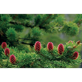 Mua CÂY GIỐNG Thông NOEL Caribe. .