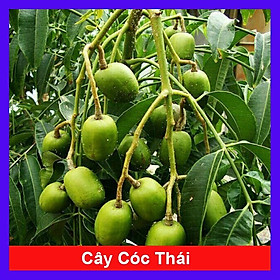 Hình ảnh Cây cóc thái + Tặng phân bón cho cây mau lớn