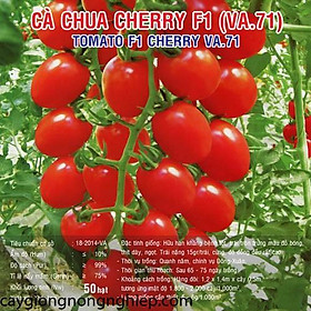 Hạt Giống Cà Chua Bi Đỏ - 50 hạt - cà chua cherry đỏ