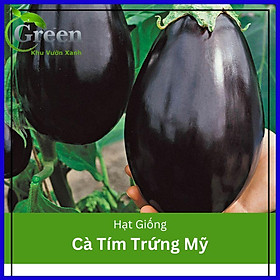 Mua Hạt giống cà tím trứng Mỹ