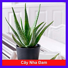 Hình ảnh Cây Nha Đam - cây cảnh vườn + Tặng phân bón cho cây