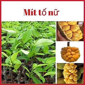 Mua Cây mít tố nữ quả nhỏ múi vàng ươm siêu ngon (ảnh thật hình cuối)